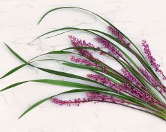 Tapeta Nature Flowers 549.jpg